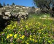 ט"ו בשבט עם בשורה לאילנות: יאסרו שימוש בחומרי הדברה מבוססי גלייפוסט בירושלים